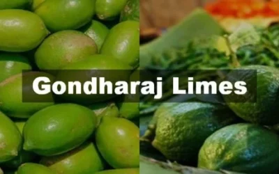 Gondharaj Limes